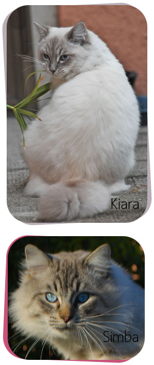 Ragdoll