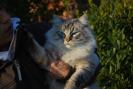 Foto Cuccioli