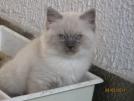 Foto Cuccioli